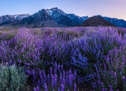 Stany Zjednoczone, Kalifornia, Alabama Hills, Mount Withney, Góry, Rośliny, Kwiaty, Łubin