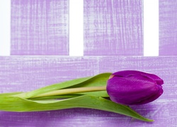 Fioletowy samotny tulipan