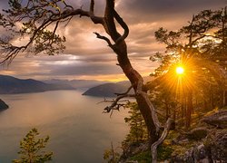 Fiord Sognefjorden, Okręg Sogn og Fjordane, Norwegia, Drzewa, Zachód słońca, Promienie słońca, Góry, Drzewo