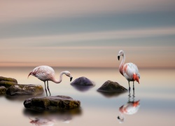 Flamingi brodzą w morzu wśród kamieni