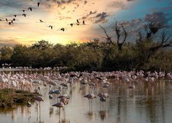 Park, Parc Ornithologique du Pont de Gau, Ptaki, Flamingi, Jezioro, Drzewa, Saintes Maries de la Mer, Francja