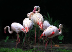 Flamingi w singapurskim zoo