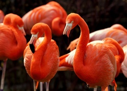 Flamingi