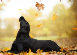 Flat coated retriever zapatrzony w spadające jesienne liście