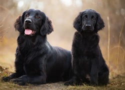 Flat coated retriever ze szczeniakiem