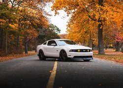 Biały, Ford Mustang GT, 2011, Drzewa