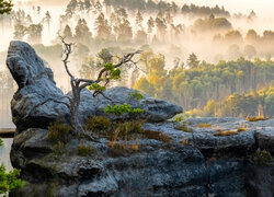 Formacje skalne i las we mgle