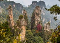 Las, Wulingyuan Scenic Area, Skały, Góry, Zhangjiajie National Forest Park, Hunan, Chiny