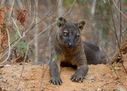 Gałęzie, Drapieżnik, Fossa madagaskarska