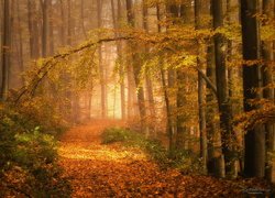 Las, Drzewa, Jesień, Pochylona, Gałąź, Ścieżka, Opadłe, Liście