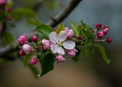 Gałąź jabłoni z pąkami i kwiatem