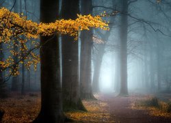 Gałąź z żółtymi liśćmi na tle zamglonego lasu