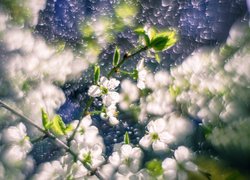 Kwiaty, Drzewo owocowe, Gałązki, Bokeh