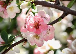 Gałązka drzewa owocowego z różowymi i białymi kwiatami