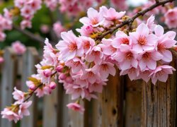 Gałązka drzewa owocowego z różowymi kwiatami na płocie