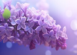 Gałązka fioletowego bzu