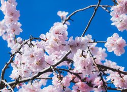 Gałązka kwitnącego drzewa owocowego na tle błękitnego nieba