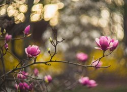 Magnolia, Gałązki, Rozmycie