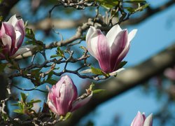 Magnolia, Gałązki, Kwiaty