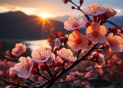 Gałązka kwitnącej wiśni w promieniach zachodzącego słońca nad górami