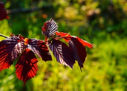 Gałązka leszczyny purpurowej o czerwonych liściach w słońcu