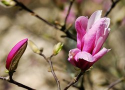 Gałązka magnolii