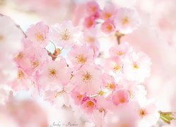 Gałązka różowych kwiatów kwitnącej wiśni
