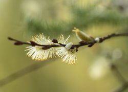 Gałązka, Wierzba, Kotki, Bazie, Makro