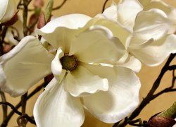 Kwiat, Białe, Płatki, Gałązka, Magnolia