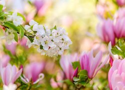 Gałązka z białymi kwiatami nad kwiatami magnolii