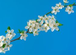 Gałązka z białymi kwiatami wiśni na tle błękitnego nieba