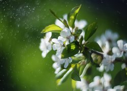 Gałązka, Kwiaty, Drzewo owocowe, Wiosna, Bokeh