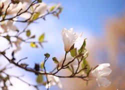 Gałązka z białymi magnoliami na rozmytym tle