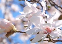 Gałązka z białymi magnoliami