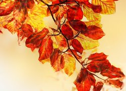 Gałązka z jesiennymi liśćmi buka w grafice