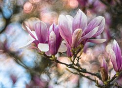 Gałąź, Kwiaty, Magnolia