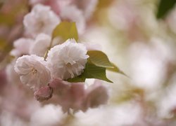 Gałązka z kwiatami wiśni japońskiej na rozmytym tle