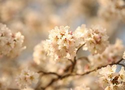 Gałązka z kwitnącymi na biało kwiatami drzewa owocowego