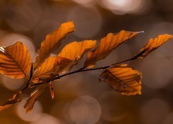 Gałązka, Buk, Liście, Bokeh