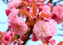 Gałązka z młodymi listkami i kwiatami wiśni japońskiej