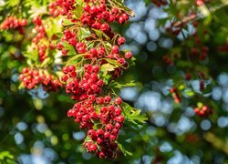 Głóg, Gałąź, Owoce, Krzew, Bokeh