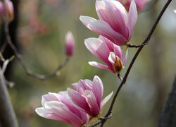 Gałązka z rozkwitającymi kwiatami magnolii