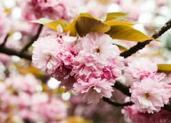 Gałązka z różowymi kwiatami i liśćmi wiśni japońskiej