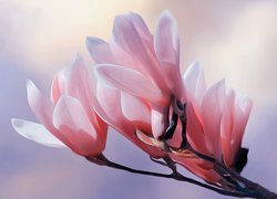 Gałązka z różowymi kwiatami magnolii