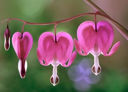 Gałązka z różowymi kwiatami w kształcie serc