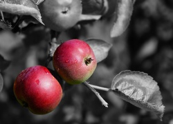 Gałązka z rumianymi jabłkami na czarno-białym tle
