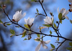 Gałązka z zielonymi liśćmi i białymi magnoliami
