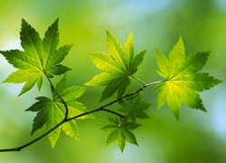 Gałązka z zielonymi listkami klonowymi