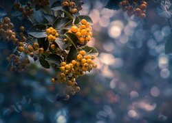 Krzew, Gałąź, Żółte, Jagody, Liście, Bokeh