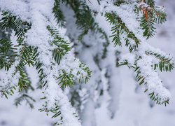 Gałązki drzewa iglastego przysypane śniegiem
